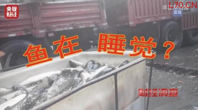 活鱼被人为麻醉流向餐桌 央视曝光