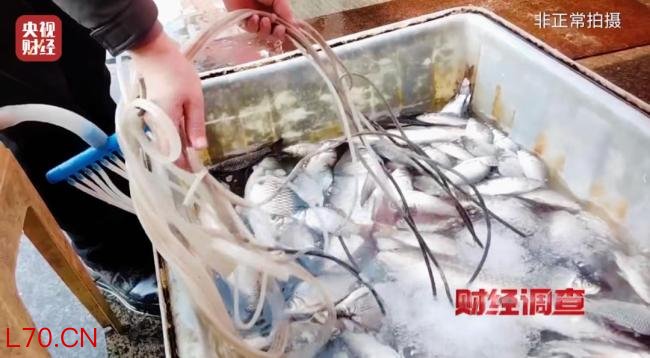 活鱼被人为麻醉流向餐桌 央视曝光 暗访揭示“休眠”秘密